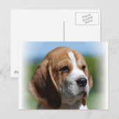 Carte postale beagle Puppy (Devant / Derrière)