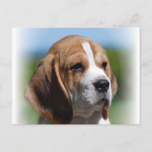 Carte postale beagle Puppy (Devant)