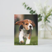 Carte Postale Beagle Puppy Love (Debout devant)