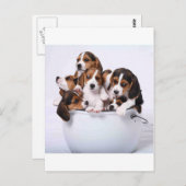 Carte Postale Beagles dans le seau (Devant / Derrière)