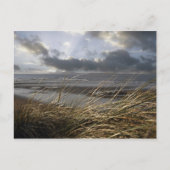 carte postale beale reeds (Devant)