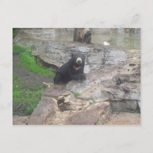 Carte Postale bear