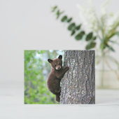 Carte Postale Bear Club Escalade a Tree (Debout devant)