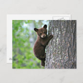 Carte Postale Bear Club Escalade a Tree (Devant / Derrière)