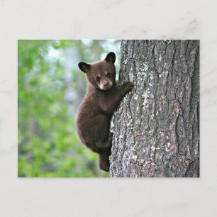 Carte Postale Bear Club Escalade a Tree
