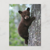 Carte Postale Bear Cub (Devant)