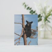 Carte Postale Bear Cub Dans Un Arbre (Debout devant)