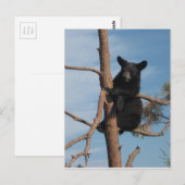 Carte Postale Bear Cub Dans Un Arbre (Devant / Derrière)