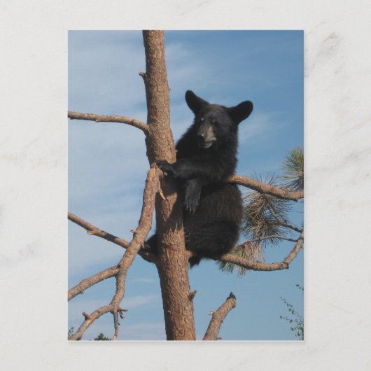 Carte Postale Bear Cub Dans Un Arbre (Devant)