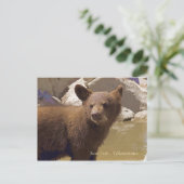 Carte Postale Bear Cub, Yellowstone (Debout devant)