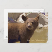 Carte Postale Bear Cub, Yellowstone (Devant / Derrière)