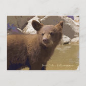 Carte Postale Bear Cub, Yellowstone (Devant)
