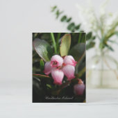 Carte Postale Bearberry Blossoms, île de l'Unalaska (Debout devant)