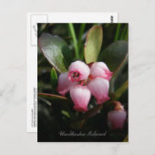 Carte Postale Bearberry Blossoms, île de l'Unalaska (Devant / Derrière)