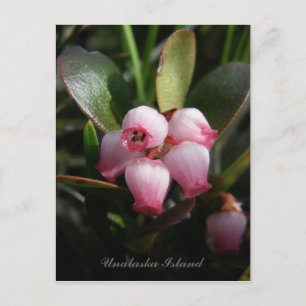 Carte Postale Bearberry Blossoms, île de l'Unalaska