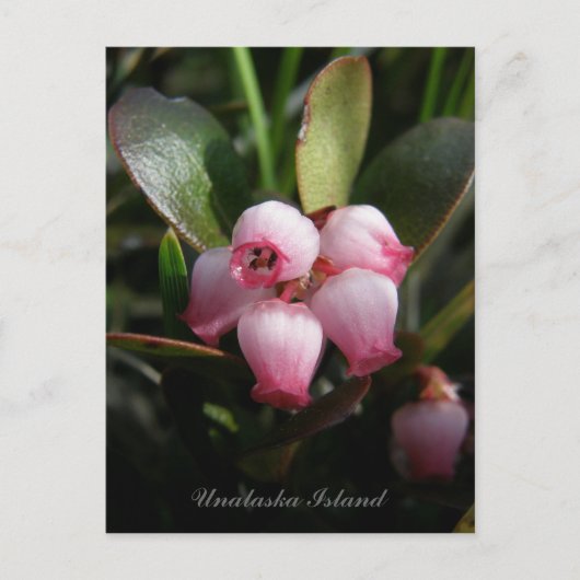 Carte Postale Bearberry Blossoms, île de l'Unalaska (Devant)