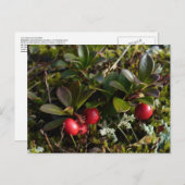 Carte Postale Bearberry, île de l'Unalaska (Devant / Derrière)