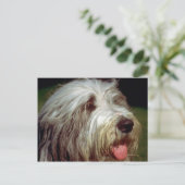 Carte Postale Bearded Collie (Debout devant)