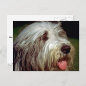 Carte Postale Bearded Collie (Devant / Derrière)
