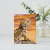 Carte Postale Bearded dragon (Pogona Vitticeps) on rock (Debout devant)