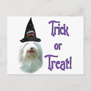 Carte Postale Beared Collie Trick