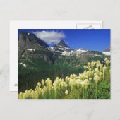 Carte Postale Beargrass au col Logan dans le parc national des G (Devant / Derrière)