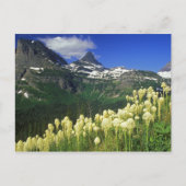 Carte Postale Beargrass au col Logan dans le parc national des G (Devant)