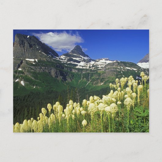 Carte Postale Beargrass au col Logan dans le parc national des G (Devant)