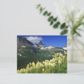 Carte Postale Beargrass au col Logan dans le parc national des G (Debout devant)