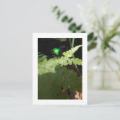 Carte postale Beatle brillant (Debout devant)