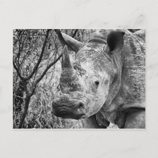 Carte Postale Beau (Devant)