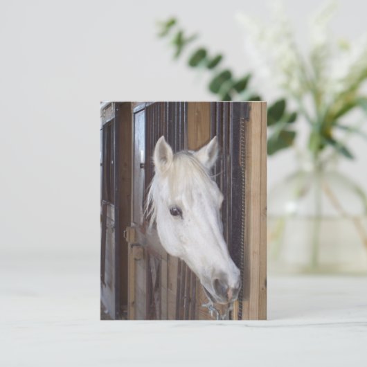 Carte Postale Beau (Debout devant)