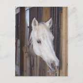 Carte Postale Beau (Devant)