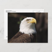Carte Postale Beau Aigle Bald... (Devant / Derrière)