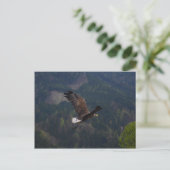 Carte Postale Beau aigle en vol (Debout devant)
