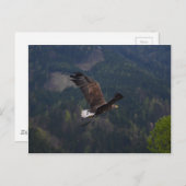 Carte Postale Beau aigle en vol (Devant / Derrière)