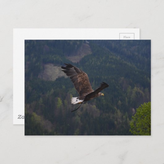 Carte Postale Beau aigle en vol (Devant / Derrière)