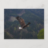 Carte Postale Beau aigle en vol (Devant)