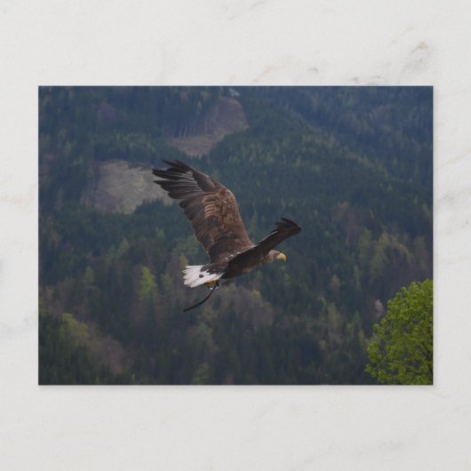 Carte Postale Beau aigle en vol (Devant)