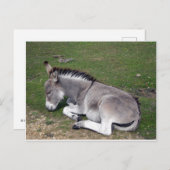 Carte Postale Beau âne de la nouvelle forêt (Devant / Derrière)