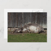 Carte Postale Beau Âne Reposé Après Un Bain De Sable (Devant / Derrière)