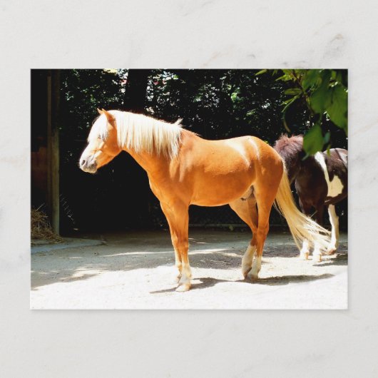 Carte Postale Beau animal de cheval (Devant)
