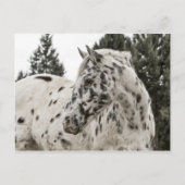Carte Postale Beau Appaloosa noir et blanc (Devant)