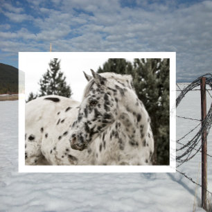 Carte Postale Beau Appaloosa noir et blanc