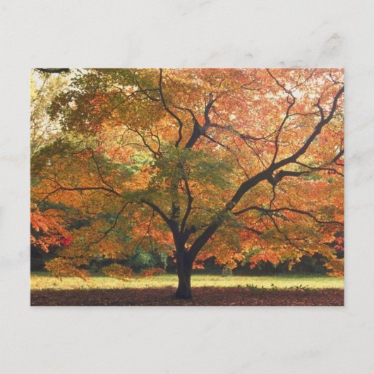 Carte Postale Beau arbre d'automne (Devant)