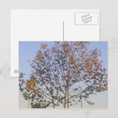 Carte Postale Beau arbre d'automne (Devant / Derrière)