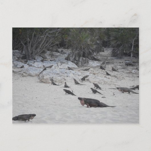 Carte postale Beau Bahamas (Devant)