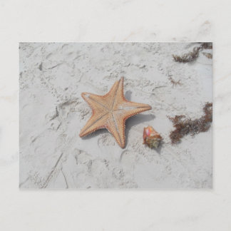 Carte postale Beau Bahamas Starfish Shell