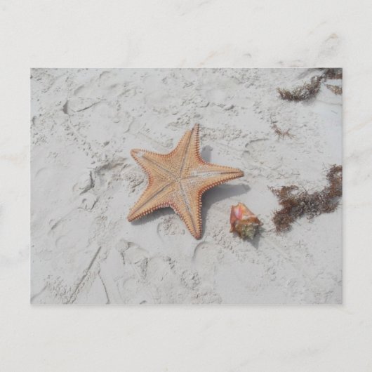 Carte postale Beau Bahamas Starfish Shell (Devant)