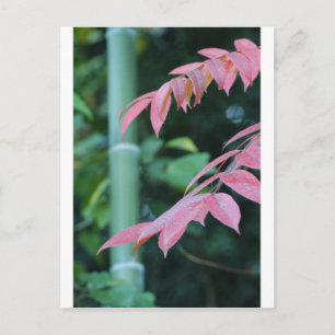 Carte Postale Beau Bambou.